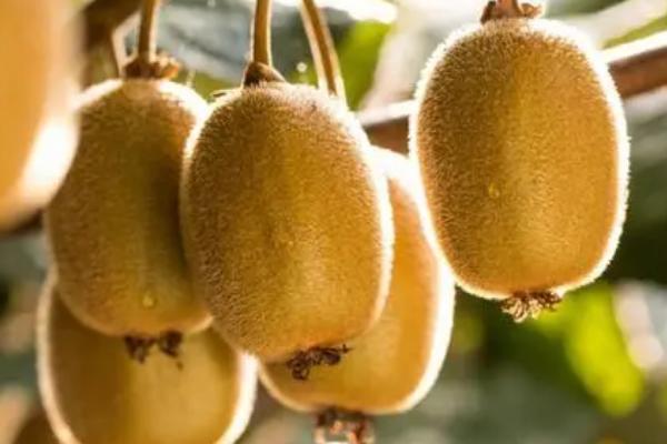 奇异果有种子吗，种子就是果中黑色的小颗粒