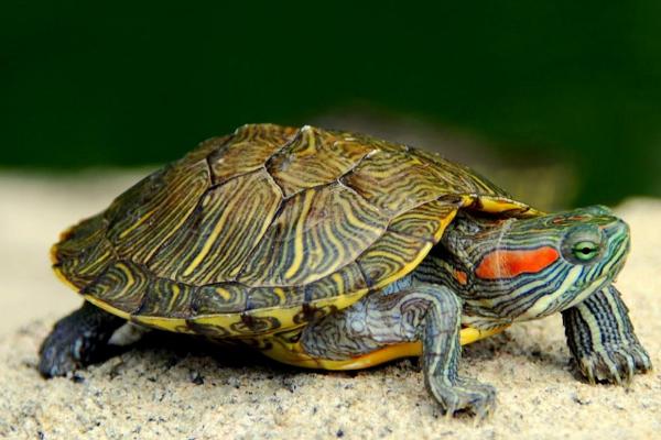 乌龟会咬人吗，大部分品种比较温顺