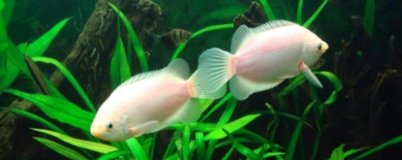 接吻鱼可以和孔雀鱼混养吗
