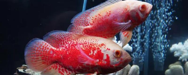 地图鱼身上被其他鱼咬破了怎么办