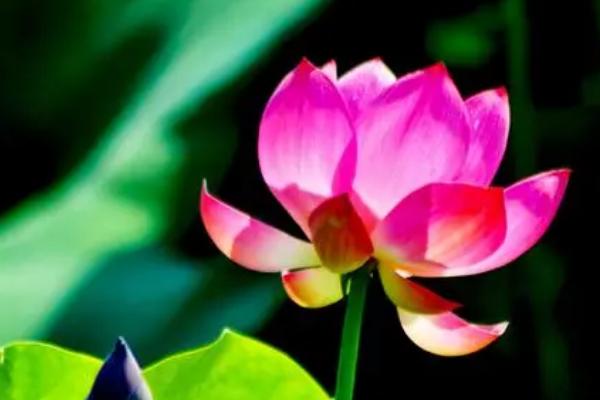 荷花需要换水吗，夏季每3-5天换一次水