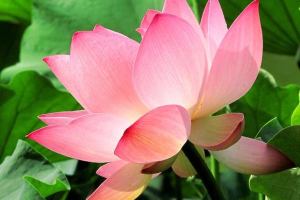 荷花需要换水吗，夏季每3-5天换一次水