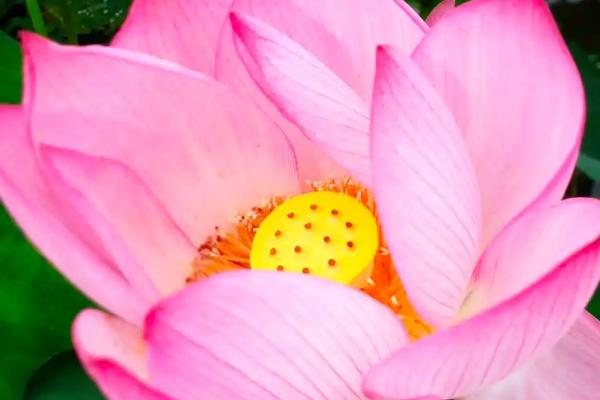 荷花需要换水吗，夏季每3-5天换一次水