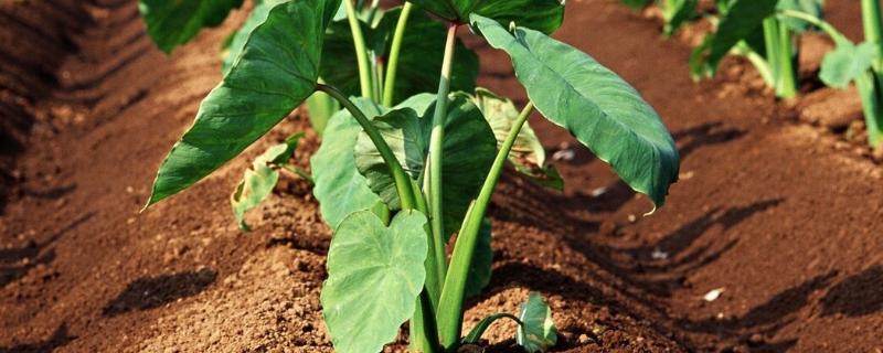 种芋头用什么土比较好