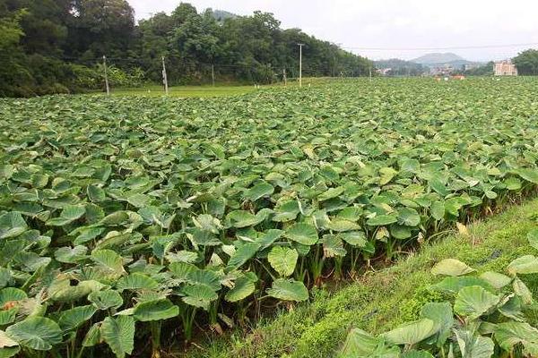 种芋头用什么土比较好，肥沃、有机质含量较高的土壤为佳