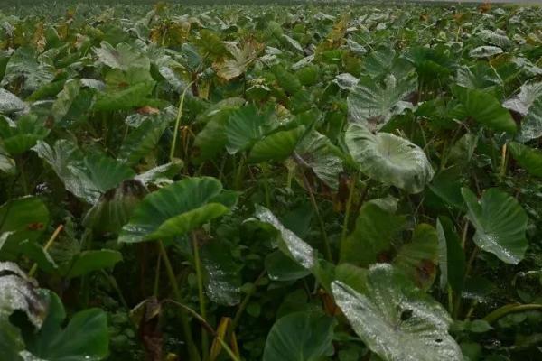 种芋头用什么土比较好，肥沃、有机质含量较高的土壤为佳