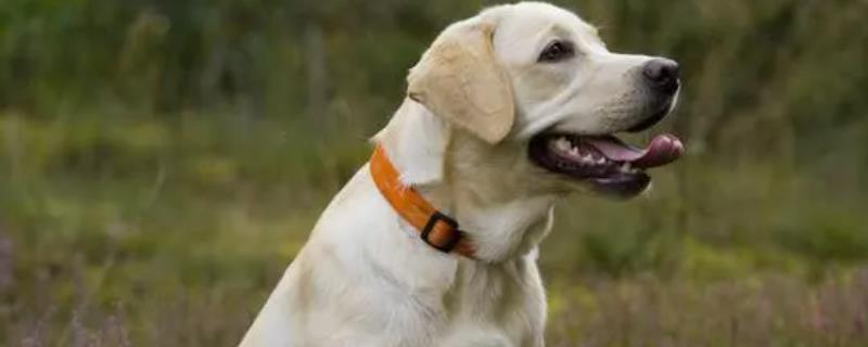 狗狗嘴流透明的长粘液是怎么回事