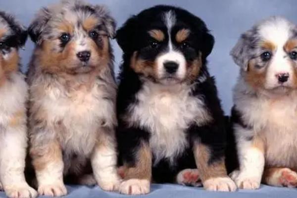 狗狗嘴流透明的长粘液是怎么回事，可能是散热或者饮食不当