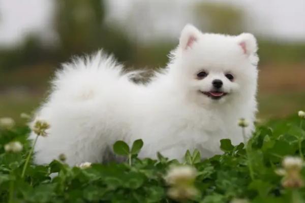 狗狗嘴流透明的长粘液是怎么回事，可能是散热或者饮食不当