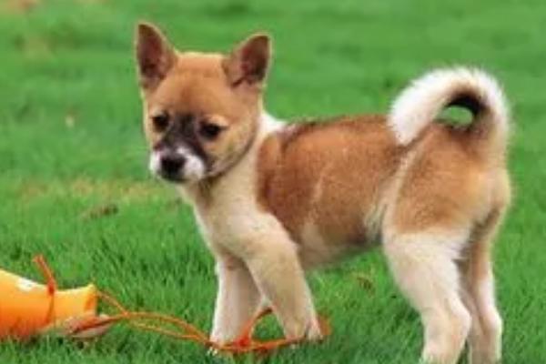 狗狗嘴流透明的长粘液是怎么回事，可能是散热或者饮食不当