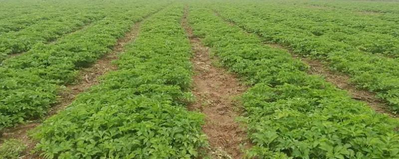 怎么管理白芷才能高产