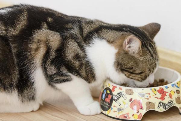 猫吐猫粮是什么原因,可能是进食速度过快导致的