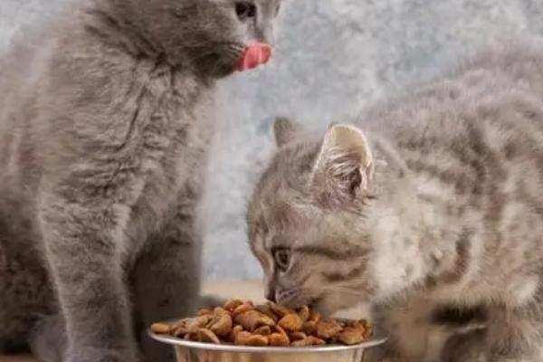 猫吐猫粮是什么原因,可能是进食速度过快导致的