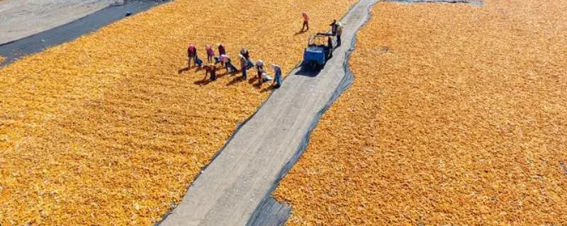 农作物种子收获及晾晒操作规程