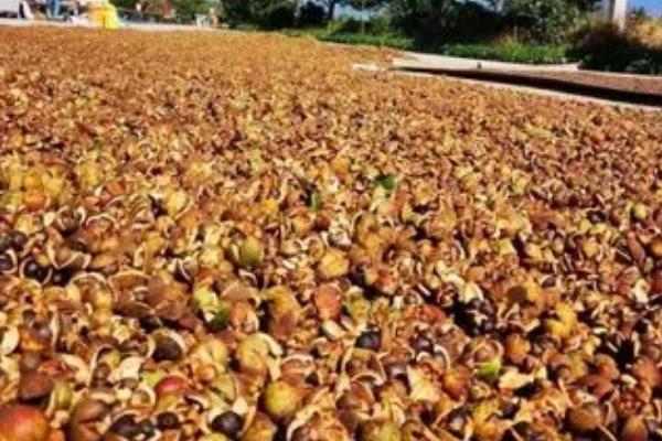 农作物种子收获及晾晒操作规程，做好以下各项工作