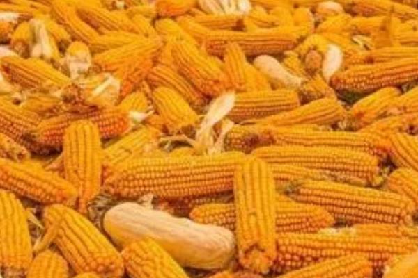 农作物种子收获及晾晒操作规程，做好以下各项工作