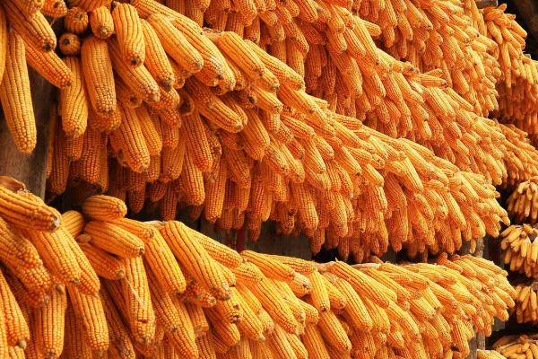 农作物种子收获及晾晒操作规程，做好以下各项工作