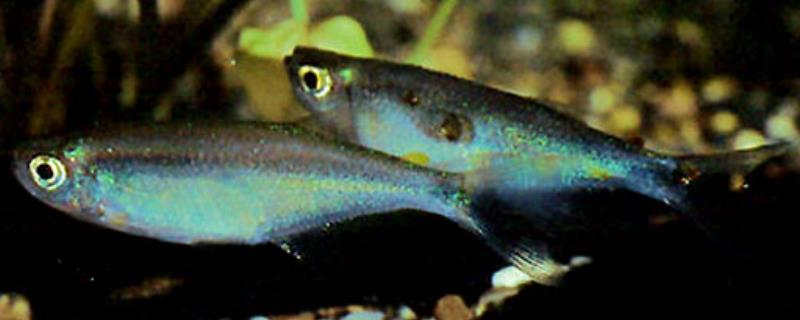 七彩龙王灯鱼好不好养