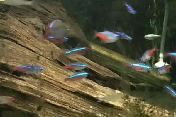 七彩龙王灯鱼好不好养，需要悉心照顾