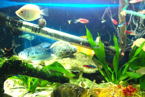 七彩龙王灯鱼好不好养，需要悉心照顾