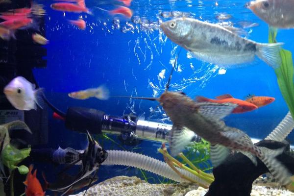 七彩龙王灯鱼好不好养，需要悉心照顾