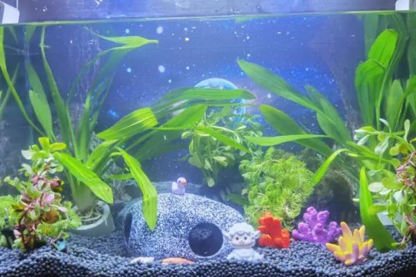 鱼缸水泵老是吸住小鱼怎么办，可在出水口处蒙上丝袜