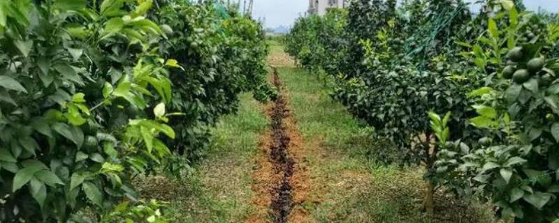 柑橘壮果肥怎么施