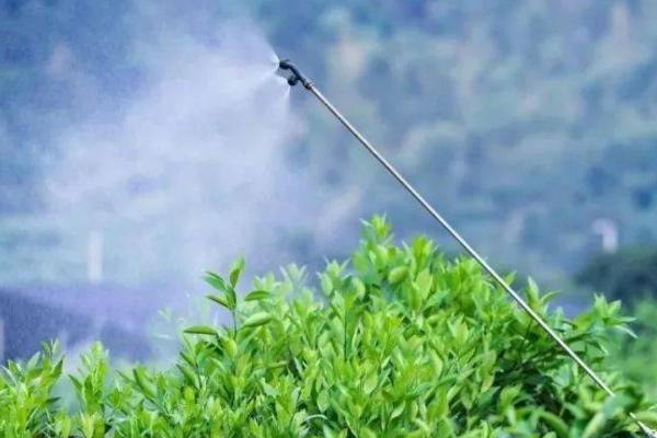 柑橘壮果肥怎么施，7-9月及时施用