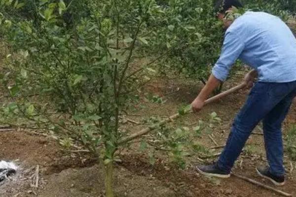 柑橘壮果肥怎么施，7-9月及时施用