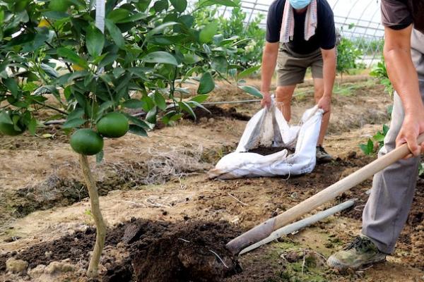 柑橘壮果肥怎么施，7-9月及时施用