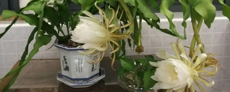 昙花盆栽的养殖要点