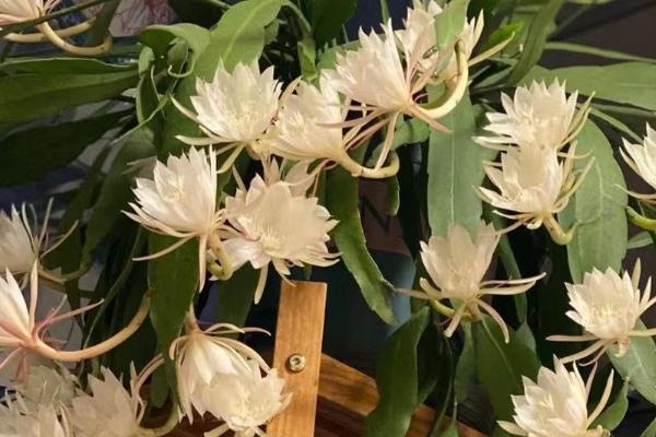 昙花盆栽的养殖要点，在微酸性沙质土壤种植为佳