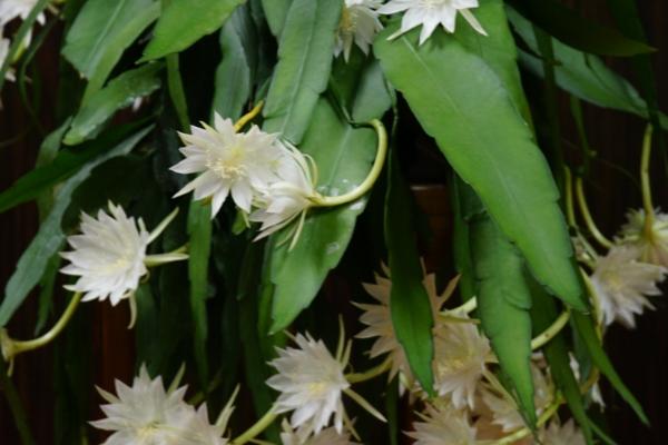 昙花盆栽的养殖要点，在微酸性沙质土壤种植为佳