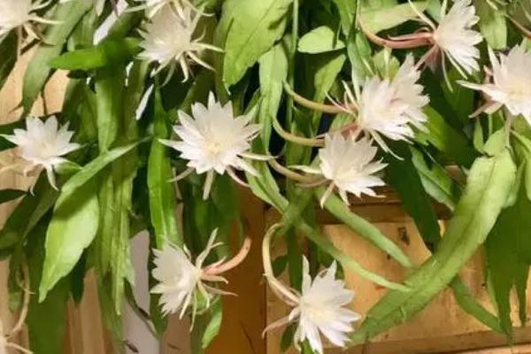 昙花盆栽的养殖要点，在微酸性沙质土壤种植为佳