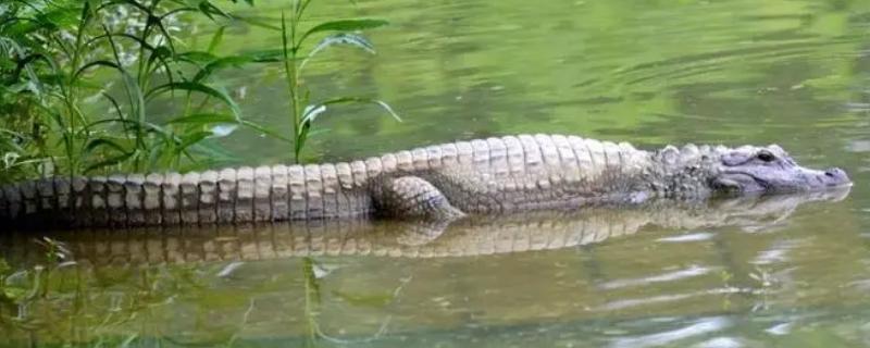 鳄鱼会流泪吗
