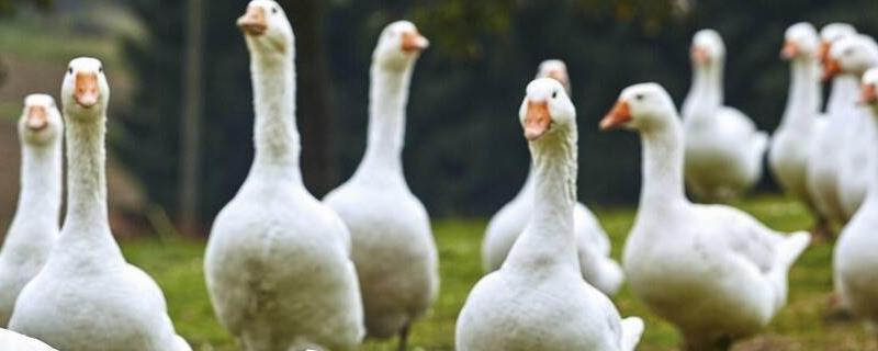 母鹅养几个月会下蛋