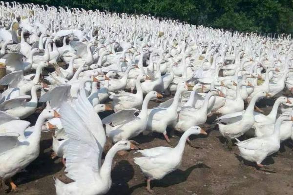 母鹅养几个月会下蛋，9个月左右就可下蛋