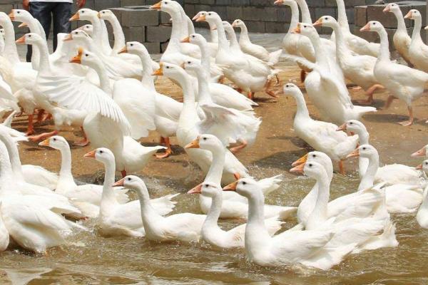 母鹅养几个月会下蛋，9个月左右就可下蛋
