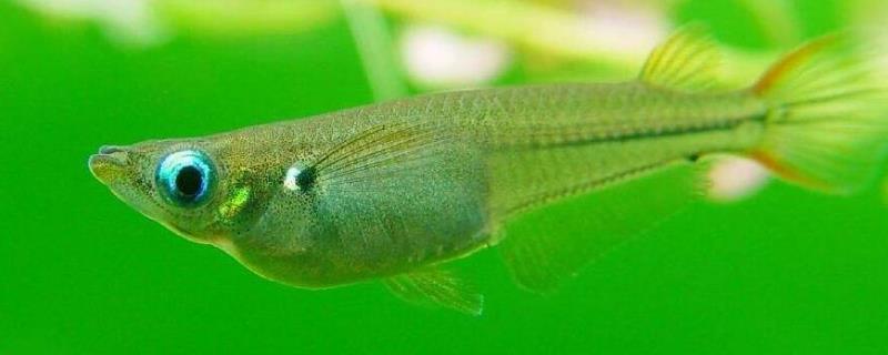 青鳉鱼是卵生还是胎生