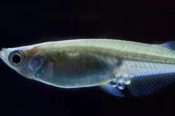 青鳉鱼是卵生还是胎生,为卵生