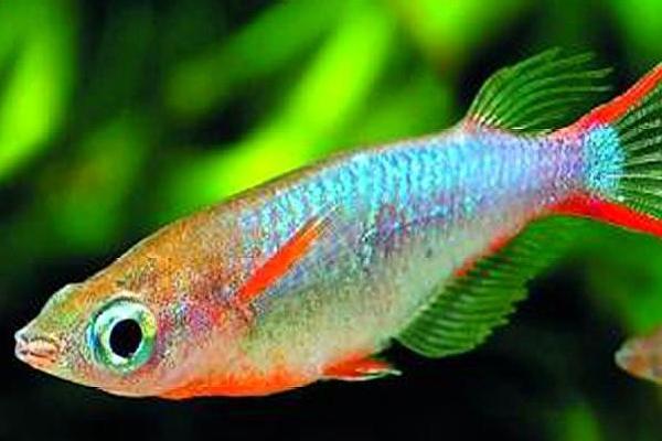 青鳉鱼是卵生还是胎生,为卵生