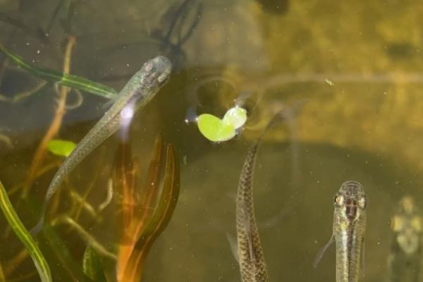 青鳉鱼是卵生还是胎生,为卵生