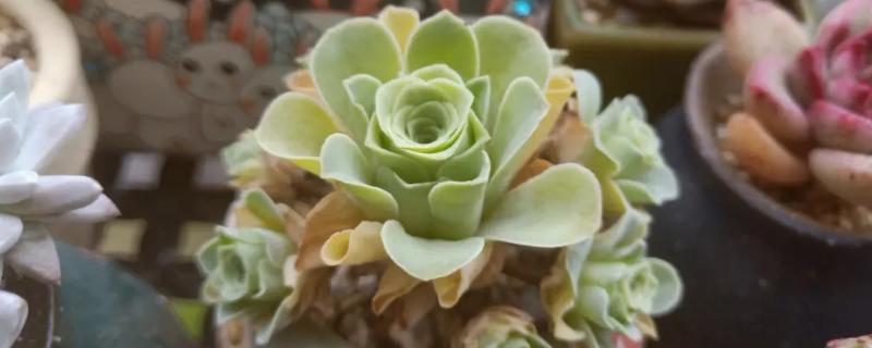 山地玫瑰如何爆盆