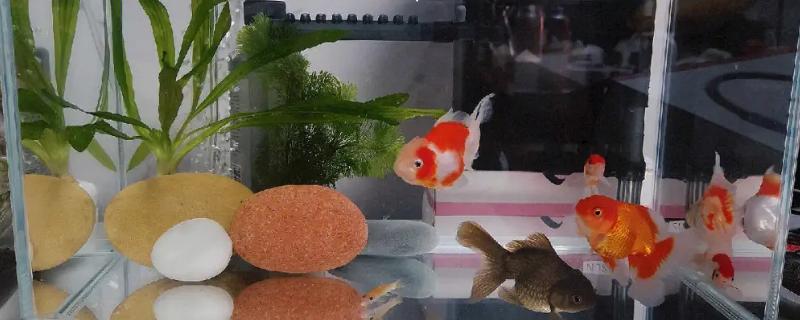 冷开水可以养鱼吗