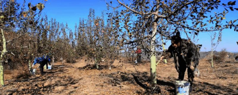 秋季果园不宜施用的肥料