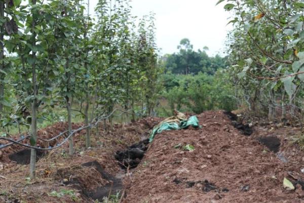 秋季果园不宜施用的肥料,氮肥不宜秋季施用