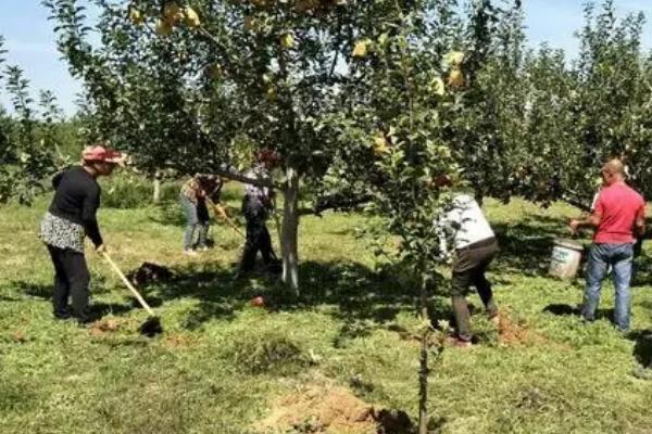 秋季果园不宜施用的肥料,氮肥不宜秋季施用