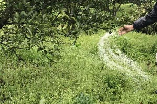 秋季果园不宜施用的肥料,氮肥不宜秋季施用