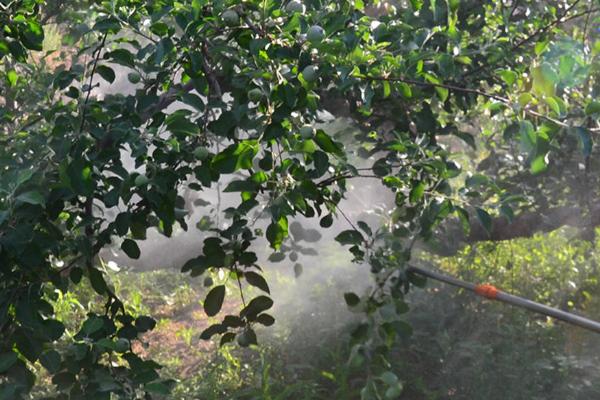 氨基酸肥料的优点，有这5个