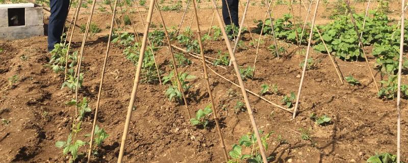 豆角播种后能浇水吗